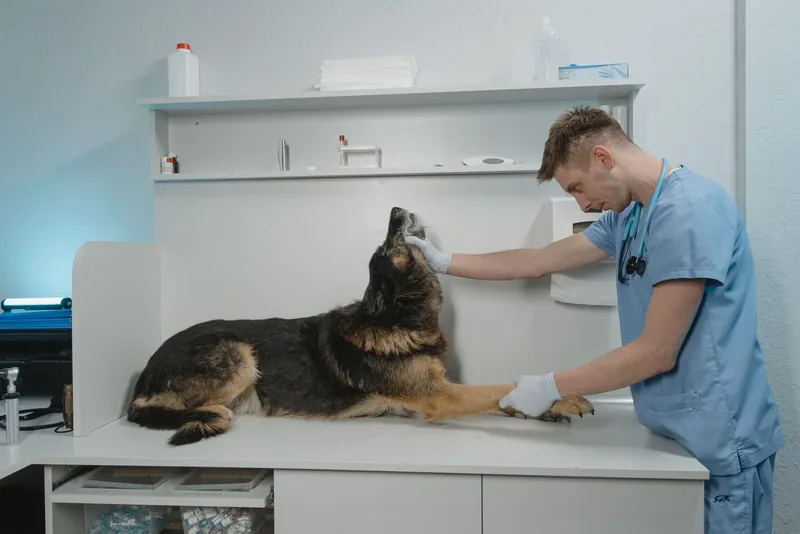 Medic veterinar consultând un ciobănesc german pe masă